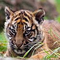 slides/IMG_0144.jpg sumatran, tiger, cub, wildlife, feline, big cat, cat, predator, fur, marking, stripe, eye WBCW105 - Sumatran Tiger Cub